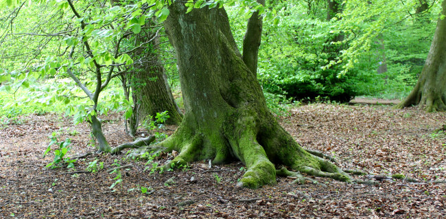 beech tree